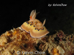 Nudibranch - Chromodoris Coi
 by Kelvin Chow 